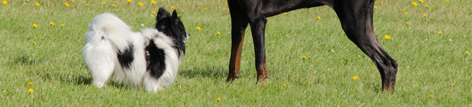 Reclamen una regulació "més estricta" dels petards per no fer patir els animals