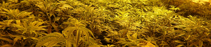 Detingut per cultivar 947 plantes de marihuana a l'horta de Lleida