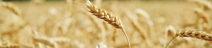 JARC aconsegueix millores en l’assegurança del cereal de secà