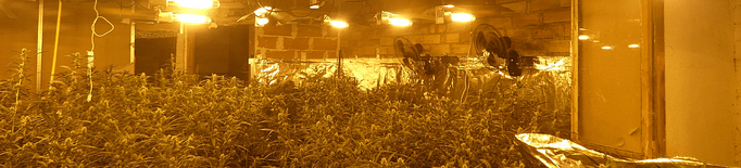 Desmantellen dues plantacions de marihuana 'indoor' i detenen dues persones a la Noguera