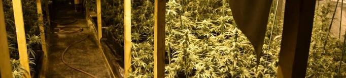 Detingut per cultivar 500 plantes de marihuana en una masia de l'Albi