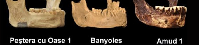 Troben les restes fòssils d'una mandíbula de l'Homo Sapiens més antic d'Europa