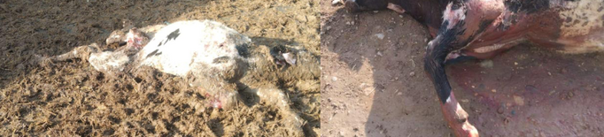 Dos atacs de gossos salvatges deixen nou vedells morts en una granja del Segrià
