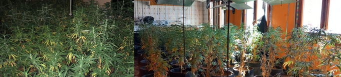 Detenen dues persones per cultivar 193 plantes de marihuana en una casa a l'Alta Ribagorça