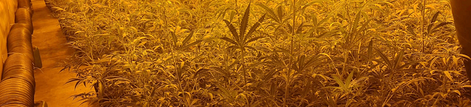 Desmantellen vuit plantacions de marihuana amb 7.300 plantes en dues naus a Lleida