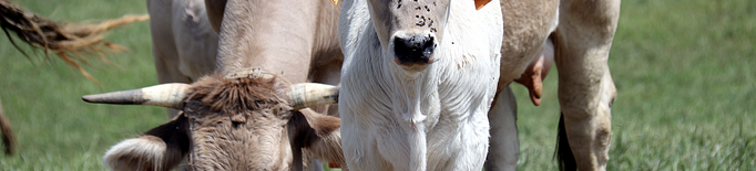 ⏯️ Preocupació dels ramaders a pocs dies de la transhumància per falta d'aigua i herba a la muntanya