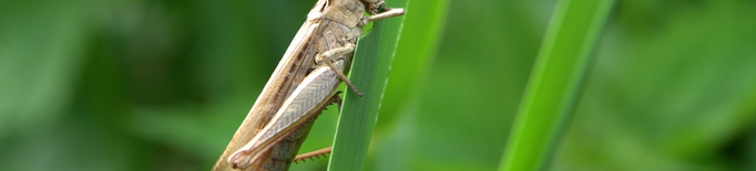 Cruixents, amb gust de nou i plens de proteïna: són els insectes l'aliment del futur?