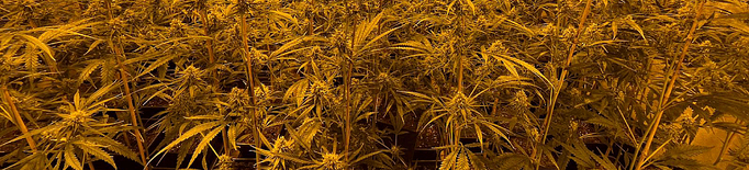 Detingut el propietari d'una plantació 'indoor' de marihuana amb gairebé 900 plantes a la Noguera