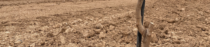 Denuncien la destrossa de 200 pistatxers acabats de plantar en una finca d'Artesa de Lleida