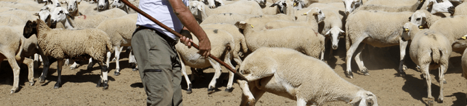 ⏯️ La Vall d'Àssua manté viva la tria d'ovelles amb ganxo