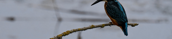 Els Aiguamolls de Rufea acullen el Dia Mundial dels Ocells