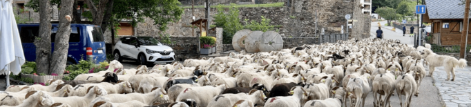 ⏯️ Tretze ramaders de l'Alt Pirineu agrupen el seu bestiar per prevenir atacs d'ossos