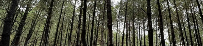 Integrar la genòmica i les condicions ambientals per ajudar els boscos davant el canvi climàtic