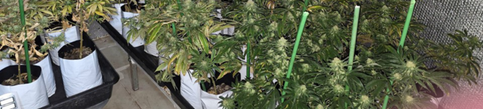 Desmantellen una plantació amb més de 200 plantes de marihuana en una casa d'Alcarràs