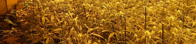 Dos detinguts a la Noguera per cultivar marihuana a dues cases