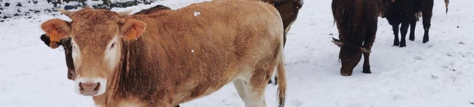 La neu obliga a portar menjar als animals al Pirineu