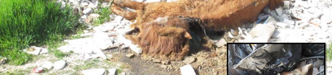 Troben el cadàver d'un cavall en una nau abandonada de Lleida