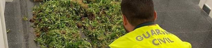 Localitzen una plantació amb 5.700 plantes de marihuana a la Noguera