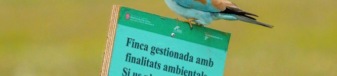 Les mesures de gestió milloren la conservació de les aus estepàries de Lleida