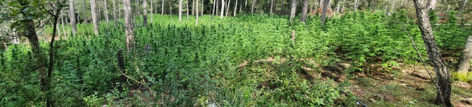 Desmantellen una plantació d’unes 2.000 plantes de marihuana a l'Alt Urgell