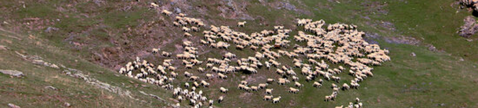 Localitzen dues ovelles mortes a Vilamòs per un possible atac d'os