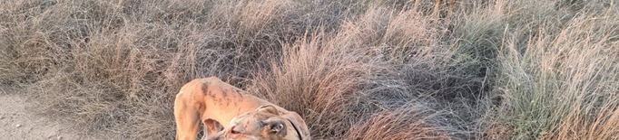 Denunciats per caçar amb gossos llebrers en una zona protegida entre el Segrià i les Garrigues