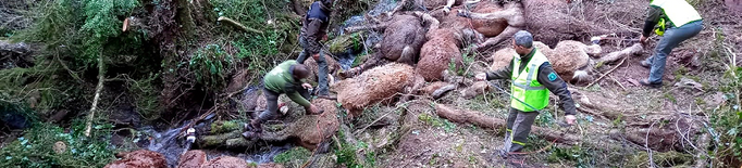 ⏯️ Retiren els quinze cavalls morts per l'atac de gossos salvatges al Pallars Sobirà