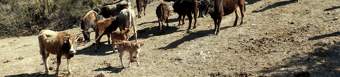 ⏯️ La ramaderia extensiva torna a la Vall del Corb