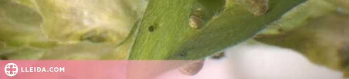 La UdL constata que tallar l'alfals a l'hivern redueix la plaga de cuca verda