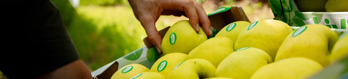 Un conegut grup fruiter lleidatà estima produir un 45% menys de poma a causa de les galeades d'abril