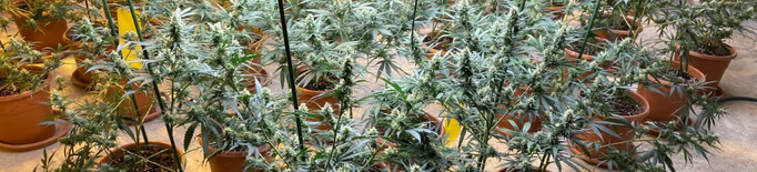 Detingut per cultivar 376 plantes de marihuana en una casa a la Noguera