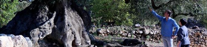 ⏯️ Pagesos i entitats alerten que les oliveres mil·lenàries perillen per la manca d'ajuts del Govern