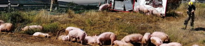 Diversos animals morts i un conductor ferit lleu al Segrià en bolcar un camió que transportava porcs