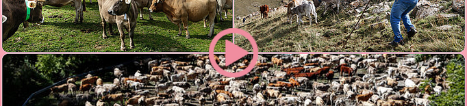 ⏯️ Uns 30 ramaders recullen les 1.200 vaques que han passat l'estiu a la muntanya de Llessui
