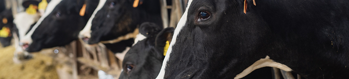 JARC: "És incongruent limitar els caps de bestiar quan som deficitaris en llet"