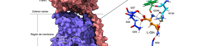 Descriuen el funcionament d'unes proteïnes implicades en el càncer i l'Alzheimer