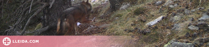 Front comú a la Vall Fosca pel darrer atac del llop a bestiar de la zona