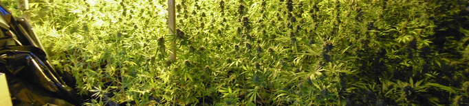 Desarticulen un grup criminal amb 13 plantacions de marihuana