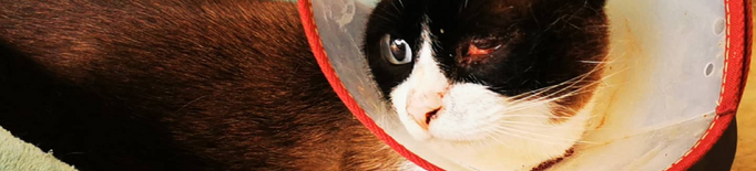 Denuncien la pèrdua d'un ull d'un gat per una perdigonada a Lleida