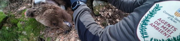 Les escoltes telefòniques per la mort de l'ós Cachou destapen la xarxa de tràfic de drogues a Vielha