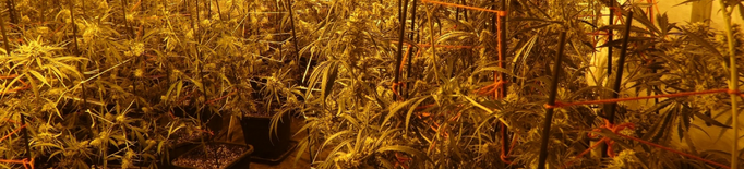 Desmantellen a les Garrigues un cultiu amb més de 200 plantes de marihuana