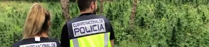 ⏯️ Desmantellada una plantació de marihuana a la Noguera Ribagorçana i el seu centre d'operacions a Lleida