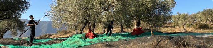 ⏯️ Les altes temperatures i la sequera avancen més d'un mes la collita d'olives al Pallars Jussà