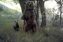 Agricultura confirma cinc nous cadells d'ós enguany