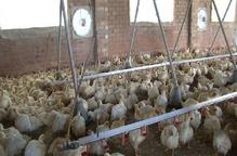 El pollastre blanc torna a estar sense cotització per tercer cop aquest any