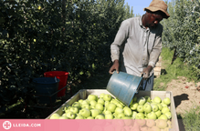⏯️ La collita de poma Golden arrenca amb més d'una setmana d'antelació i es preveu passar les 95.500 tones