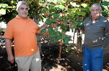 El kiwi com a alternativa a les produccions tradicionals de fruita