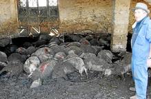 Gossos salvatges que ronden pel Baix Segre maten cent ovelles d'un ramat a Seròs