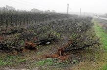 La província de Lleida, apartada com a zona protegida contra el foc bacterià