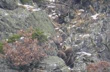 Les temperatures suaus treuen els óssos del Pallars de la letargia hivernal